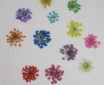 500pcs/lot 10-20mm Pellet ice flower pressed Dry Flower DIY glass Bubble Glass Vial Pendant nail art handmade craft
500pcs/lot 10-20mm Pellet ice flower pressed Dry Flower DIY glass Bubble Glass Vial Pendant nail art handmade craft