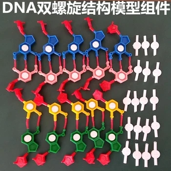 Model Components of DNA Double Helix Structure Chromosome Structure Model Component Nucleotides
Model Components of DNA Double Helix Structure Chromosome Structure Model Component Nucleotides