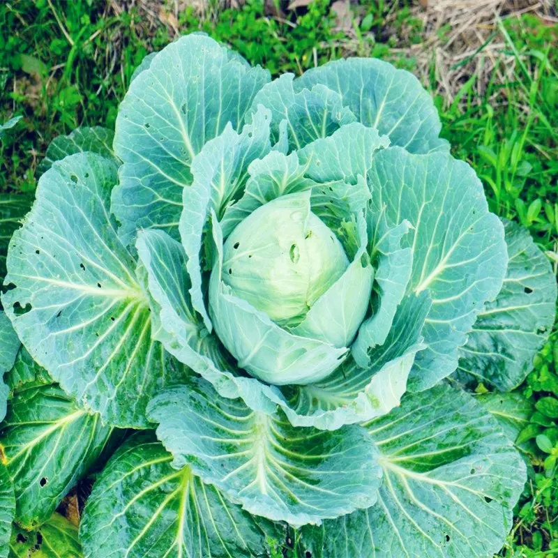 100pcs gaint cabbage bonsai plants organic Brassica oleracea vegetable for home garden planting potted plants
100pcs gaint cabbage bonsai plants organic Brassica oleracea vegetable for home garden planting potted plants
