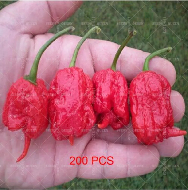 BONSAI 200pcs/bag Funny Hot Pepper Rare Chili Vegetable Potted Planting For Home Garden Supplies
BONSAI 200pcs/bag Funny Hot Pepper Rare Chili Vegetable Potted Planting For Home Garden Supplies