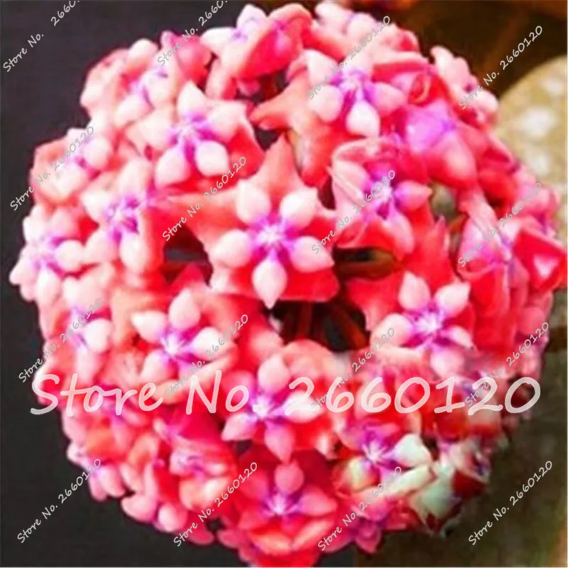 On Sale!!! Rare Hoya Ball Orchid Bonsai plants Beautiful flower Imported Outdoor Natural growth pot for home garden 100 PCS
On Sale!!! Rare Hoya Ball Orchid Bonsai plants Beautiful flower Imported Outdoor Natural growth pot for home garden 100 PCS