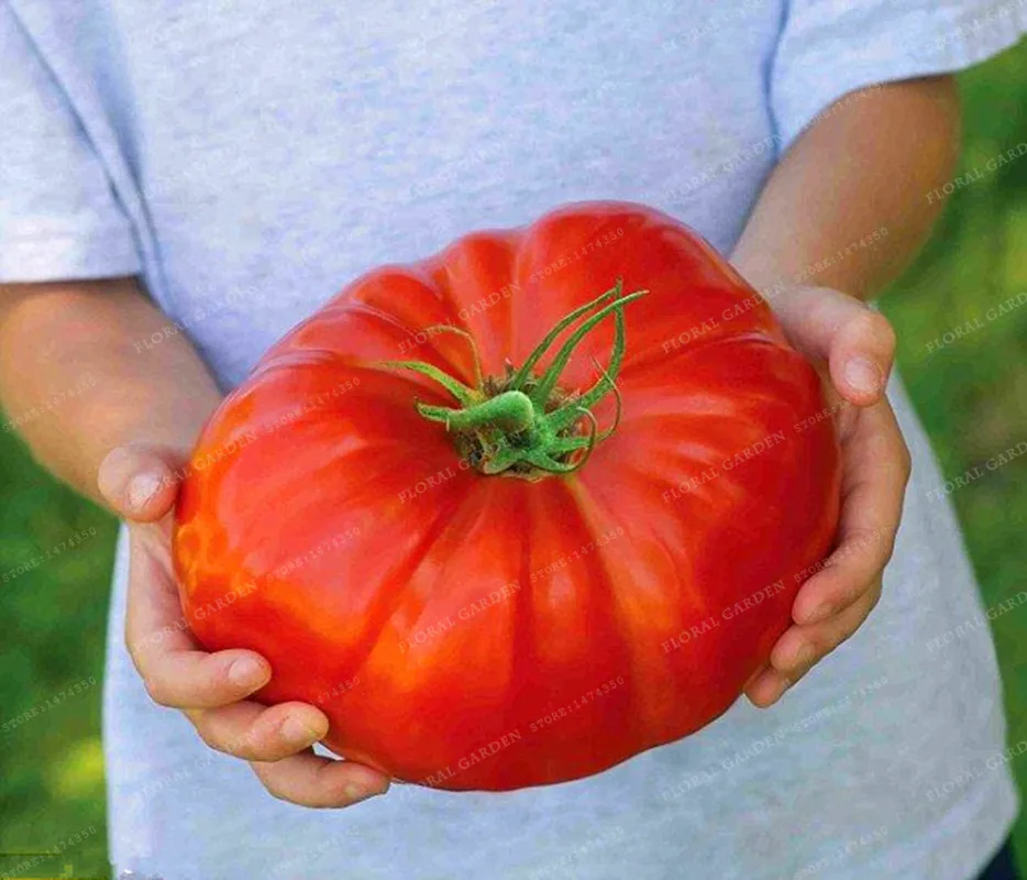 100pcs Rare Big Tomato Bonsai + HEIRLOOM VEGETABLE Bonsai "RUSSIAN BLACK KRIM"Nutritious vegetable NON-GMO DIY Home Garden Plant
100pcs Rare Big Tomato Bonsai + HEIRLOOM VEGETABLE Bonsai "RUSSIAN BLACK KRIM"Nutritious vegetable NON-GMO DIY Home Garden Plant