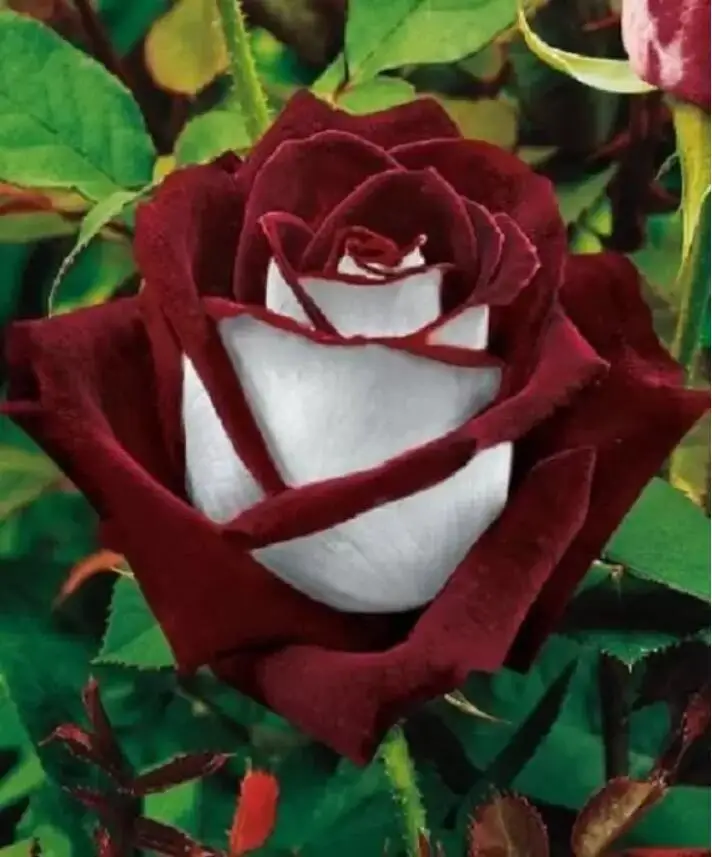 Mint And Purple Rose Seeds *100 Pieces Seeds Per Package* New Ombre Charming Garden Plants Rose Flower Seeds Free Shipping
Mint And Purple Rose Seeds *100 Pieces Seeds Per Package* New Ombre Charming Garden Plants Rose Flower Seeds Free Shipping