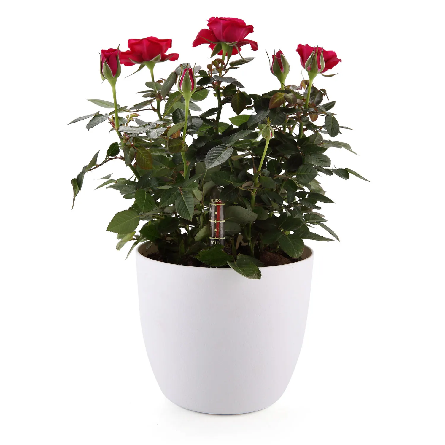 T4U 7" Plastic Self Watering Planter with Water Level Indicator White Modern Decorative Planter Pot for All House Plants Flowers
T4U 7" Plastic Self Watering Planter with Water Level Indicator White Modern Decorative Planter Pot for All House Plants Flowers