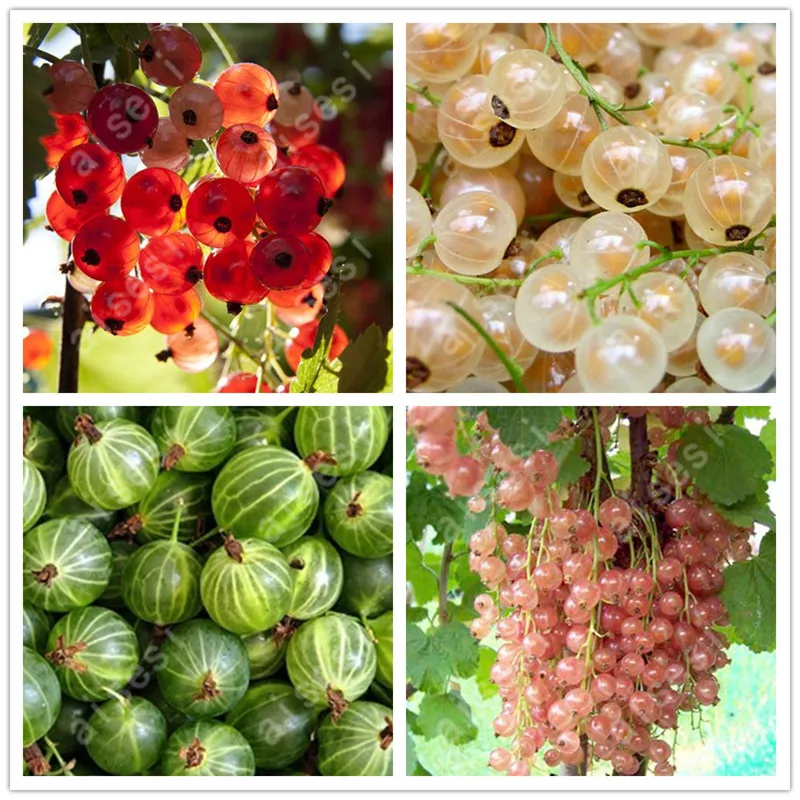 50 Pcs Red Pearl Raisin Fruit Tree Bonsai Orchard Sweet Grape Tree Farm Outdoor Bonsai Plants Potted for Home Garden Supplies
50 Pcs Red Pearl Raisin Fruit Tree Bonsai Orchard Sweet Grape Tree Farm Outdoor Bonsai Plants Potted for Home Garden Supplies