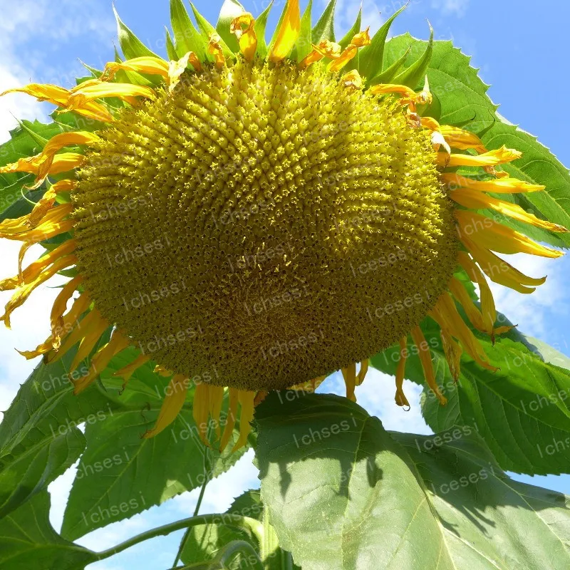 20Pcs Sunflower Bonsai Flower Rare Color Sunflower Indoor Bonsai Plants for Home winter Garden decoration
20Pcs Sunflower Bonsai Flower Rare Color Sunflower Indoor Bonsai Plants for Home winter Garden decoration