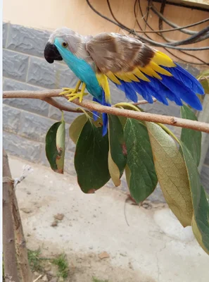 about 16x28cm colourful feathers parrot spreading wings artificial bird model handicraft prop,home garden decoration gift p2121
about 16x28cm colourful feathers parrot spreading wings artificial bird model handicraft prop,home garden decoration gift p2121