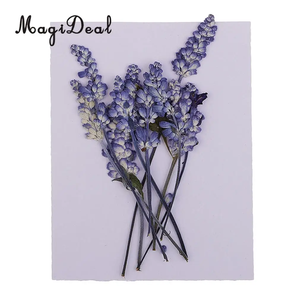 10pcs Beautiful Pressed Sage Flower Dried Flowers for Art Craft Scrapbooking Epoxy Resin Jewelry Making DIY Decorations