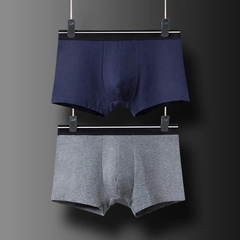 boxer (4)