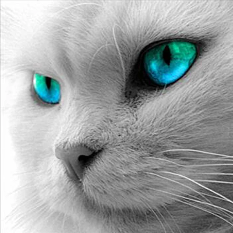5D DIY Diamond Painting cat Animal Mosaic Round Rhinestone Embroidery Child Puzzle Cross Stitch Gifts Diamont embroidery
5D DIY Diamond Painting cat Animal Mosaic Round Rhinestone Embroidery Child Puzzle Cross Stitch Gifts Diamont embroidery