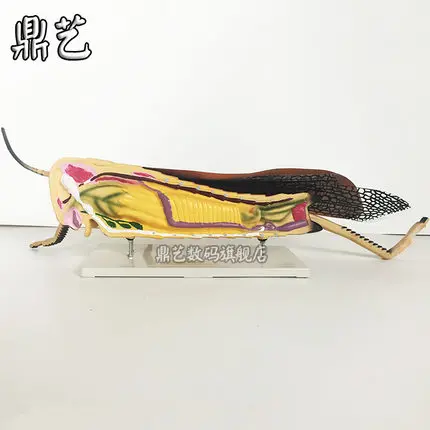 The locust anatomy amplified model Biological instrument teaching aids free shipping
The locust anatomy amplified model Biological instrument teaching aids free shipping