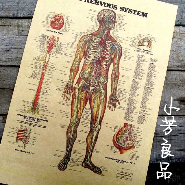 Vintage Paper Poster - English Word Human nervous Figure 42*30cm Retro paper decoration Personalized cool poster
Vintage Paper Poster - English Word Human nervous Figure 42*30cm Retro paper decoration Personalized cool poster