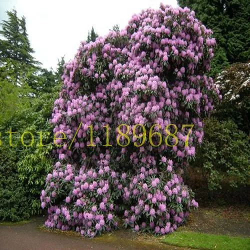 20 pcs rare azalea japanese azalea tree bonsai pink flower grow fast looks like Sakura Cherry Blooms plants the budding rate 95%
20 pcs rare azalea japanese azalea tree bonsai pink flower grow fast looks like Sakura Cherry Blooms plants the budding rate 95%