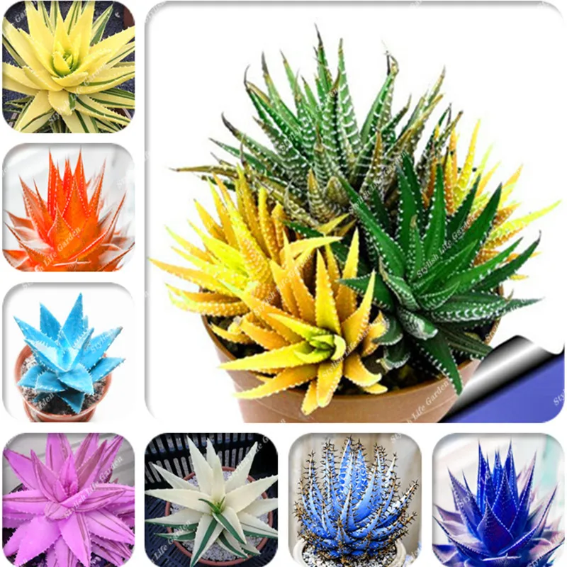 Rare Color Aloe Bonsai 500 Pcs Succulent Cactus Plants, edible, medicinaland Beauty cosmetic bonsai plants for home and garden
Rare Color Aloe Bonsai 500 Pcs Succulent Cactus Plants, edible, medicinaland Beauty cosmetic bonsai plants for home and garden