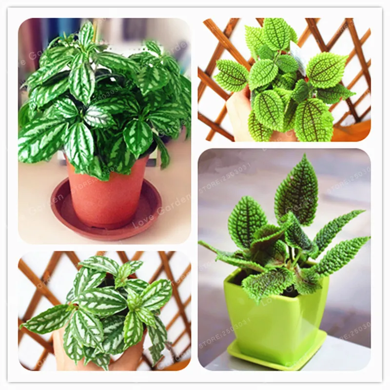 50 Pcs Pilea Notata Bonsai Plants Indoor Plants Anti Radiation Absorb Dust Tree Bonsai 100% Genuine Rare Plant Bonsai
50 Pcs Pilea Notata Bonsai Plants Indoor Plants Anti Radiation Absorb Dust Tree Bonsai 100% Genuine Rare Plant Bonsai