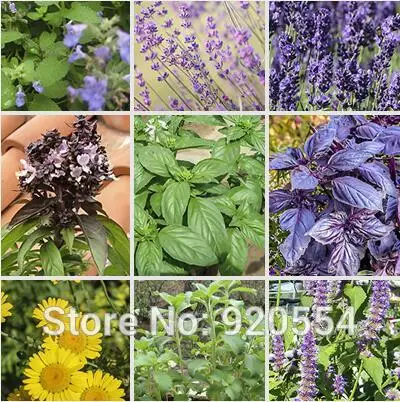 1 bag Edible vanilla , perennial aromatic flowers,four seasons sow -- DIY home garden free shipping
1 bag Edible vanilla , perennial aromatic flowers,four seasons sow -- DIY home garden free shipping