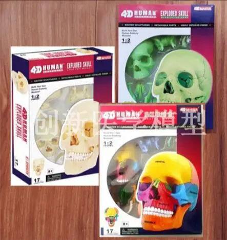 The 4D head skeleton model is made up of 17 parts, including 3 models of primary color nightlight
The 4D head skeleton model is made up of 17 parts, including 3 models of primary color nightlight
