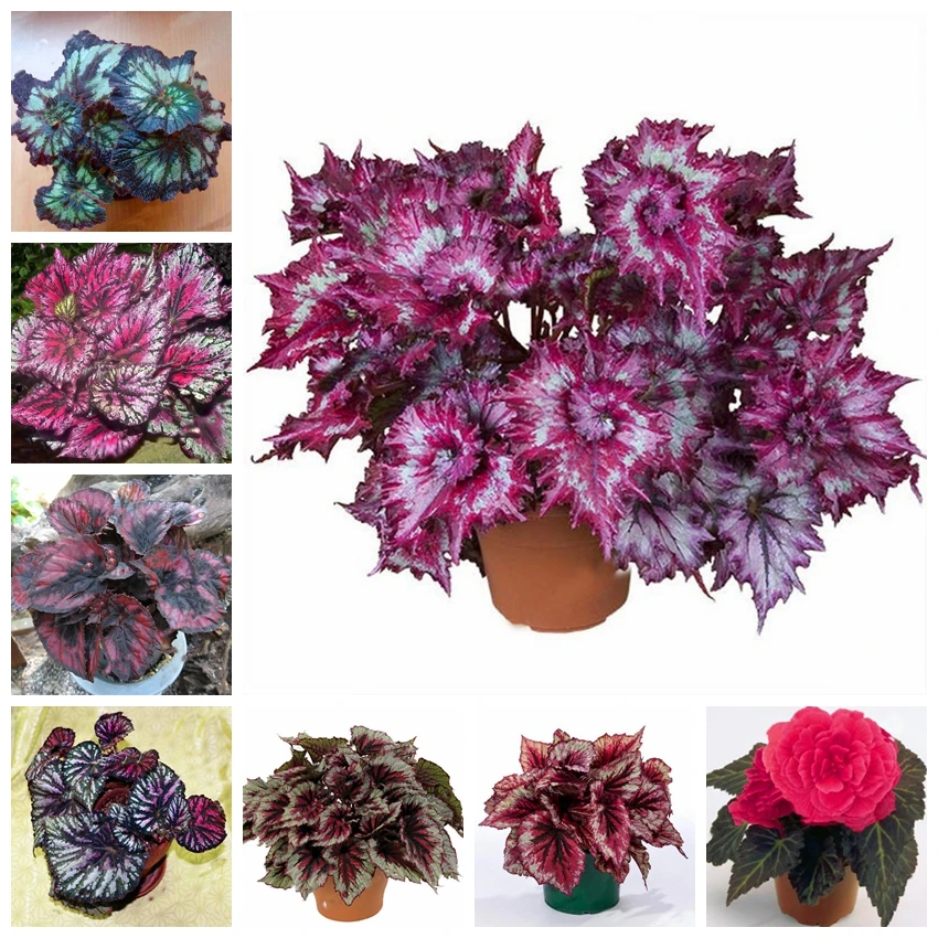 200 Pcs Beautiful Rainbow Begonia Flower Bonsai leaf Flowers Potted Bonsai Garden Courtyard Balcony Coleus Natural Growth 61
200 Pcs Beautiful Rainbow Begonia Flower Bonsai leaf Flowers Potted Bonsai Garden Courtyard Balcony Coleus Natural Growth 61