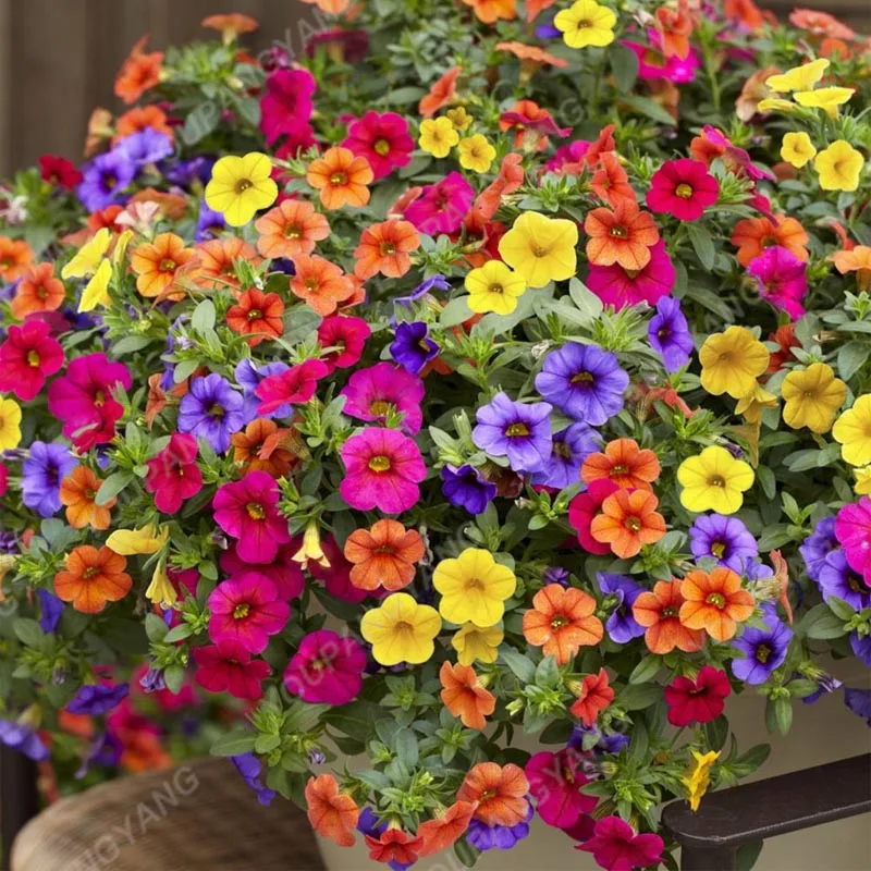 Big Promotion!!! 200+ Mixed Color Perennial Petunia plants In Bonsai Indoor Flower plants For Home Garden Bonsai Plant Decoratio
Big Promotion!!! 200+ Mixed Color Perennial Petunia plants In Bonsai Indoor Flower plants For Home Garden Bonsai Plant Decoratio