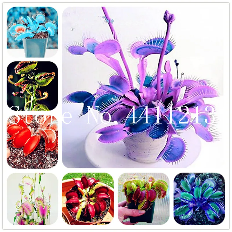 Big Promotion Potted Insectivorous Plant Mul-color Dionaea Muscipula carnivorous plants Giant Clip Venus Flytrap Bonsai-100 pcs
Big Promotion Potted Insectivorous Plant Mul-color Dionaea Muscipula carnivorous plants Giant Clip Venus Flytrap Bonsai-100 pcs