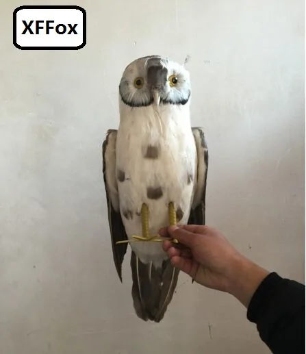big real life night owl bird model foam&feather simulation little owl bird doll gift about 45cm xf0865
big real life night owl bird model foam&feather simulation little owl bird doll gift about 45cm xf0865