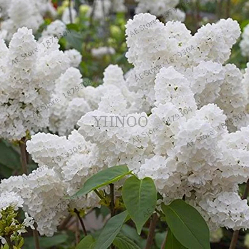 Best-Selling!100pcs White Japanese Lilac bonsai (Extremely Fragrant) clove flower plant for home & garden,#XAN3YW
Best-Selling!100pcs White Japanese Lilac bonsai (Extremely Fragrant) clove flower plant for home & garden,#XAN3YW