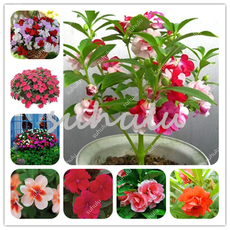 50 Pcs/Bag Super Rare Garden Balsam Double Impatiens Flower Bonsai, Home Garden Planting Four Seasons Easy To Grow Rare Variety
50 Pcs/Bag Super Rare Garden Balsam Double Impatiens Flower Bonsai, Home Garden Planting Four Seasons Easy To Grow Rare Variety