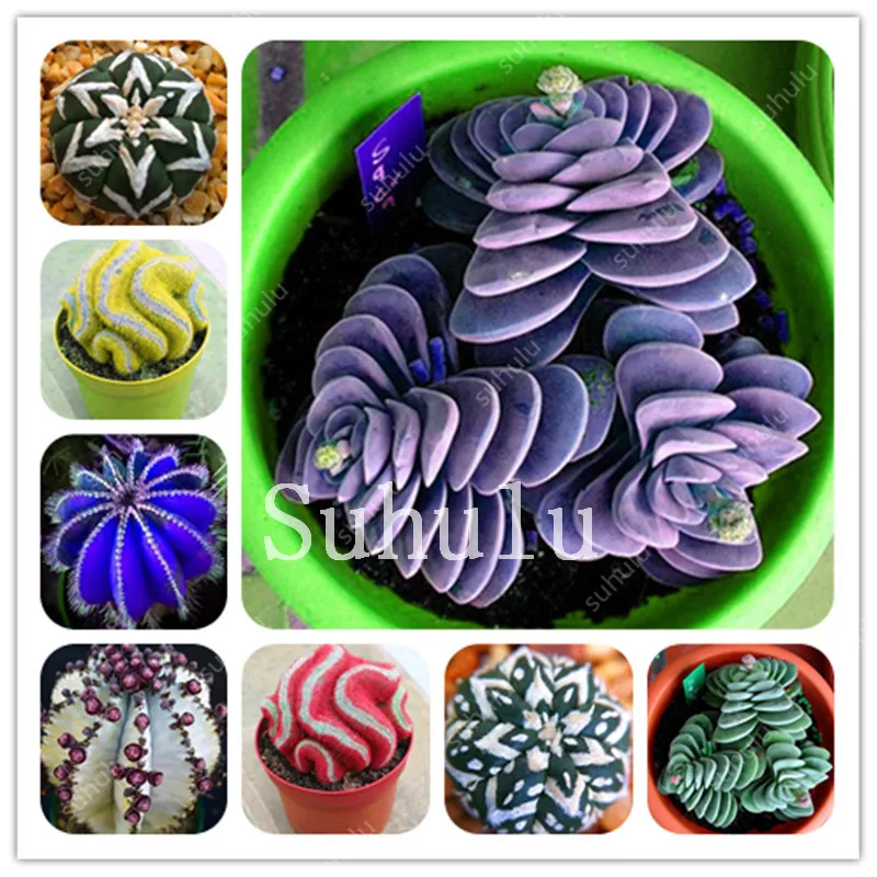 Mix Lithops Bonsai 200 Pcs Living Stones Succulent Cactus Organic Garden Bulk Bonsai Plant For Indoor Succulent 100% Natural
Mix Lithops Bonsai 200 Pcs Living Stones Succulent Cactus Organic Garden Bulk Bonsai Plant For Indoor Succulent 100% Natural