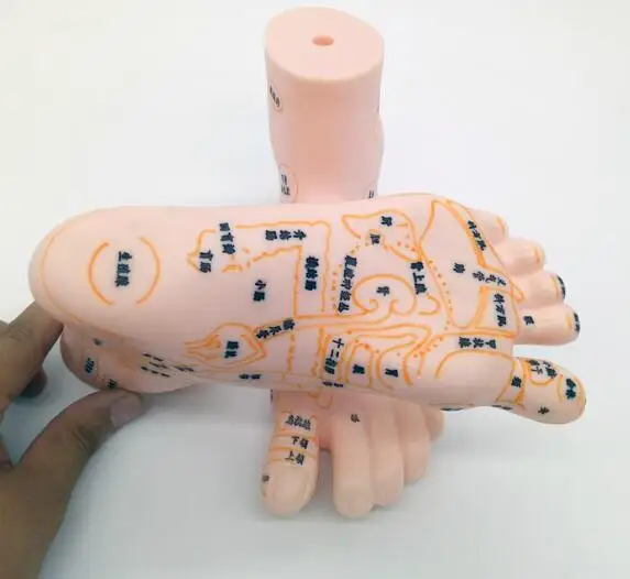 Teaching and massaging the foot map of the 19cm foot soft human foot model in the plantar reflex zone PVC
Teaching and massaging the foot map of the 19cm foot soft human foot model in the plantar reflex zone PVC