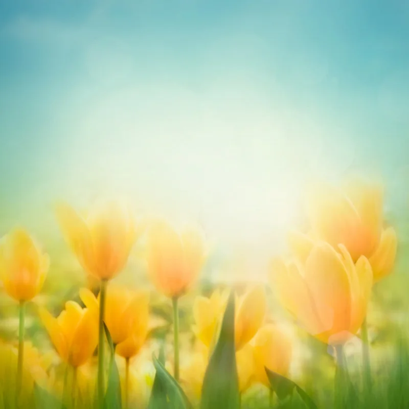 4X6ft(1.25x2m) Yellow Tulip Photography Backdrops For easter, Art Fabric Cloth Pink Blue Background For Easter Kids D-9469
4X6ft(1.25x2m) Yellow Tulip Photography Backdrops For easter, Art Fabric Cloth Pink Blue Background For Easter Kids D-9469