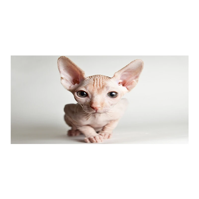 Cute Sphynx Cat Kitten Beach Bath Swimming Pool Towel Sphynx Cat Breed Photo Travel Towel Microfibre Birthday Gifts 70X140cm
Cute Sphynx Cat Kitten Beach Bath Swimming Pool Towel Sphynx Cat Breed Photo Travel Towel Microfibre Birthday Gifts 70X140cm