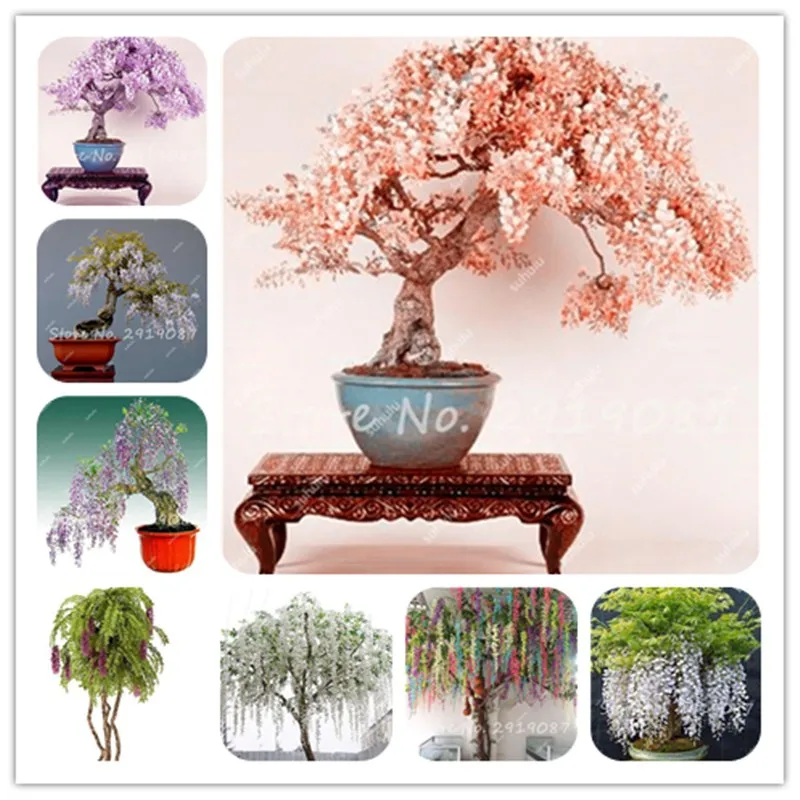 20 Pcs Hanging Plants Wisteria Flower Dwarf Wisteria Tree bonsai Indoor Ornamental Garden Bonsai Decoration Home Garden Products
20 Pcs Hanging Plants Wisteria Flower Dwarf Wisteria Tree bonsai Indoor Ornamental Garden Bonsai Decoration Home Garden Products