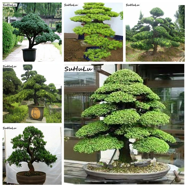 Sale! 10 Pcs Rare color Japanese Cedar Bonsai tree Bonsa Easy To Plant Bonsai Home Garden Decoration Miniascape Potted plant
Sale! 10 Pcs Rare color Japanese Cedar Bonsai tree Bonsa Easy To Plant Bonsai Home Garden Decoration Miniascape Potted plant