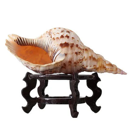 23-25CM Natural conch shell large decoration home decoration Trumpet Triton fish tank landscaping
23-25CM Natural conch shell large decoration home decoration Trumpet Triton fish tank landscaping