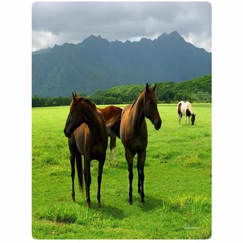 Blanket Comfort Warmth Soft Plush Easy Care Machine Wash Grass colorful funny horse Sofa Bed Throw Kid Adult Blanket
Blanket Comfort Warmth Soft Plush Easy Care Machine Wash Grass colorful funny horse Sofa Bed Throw Kid Adult Blanket