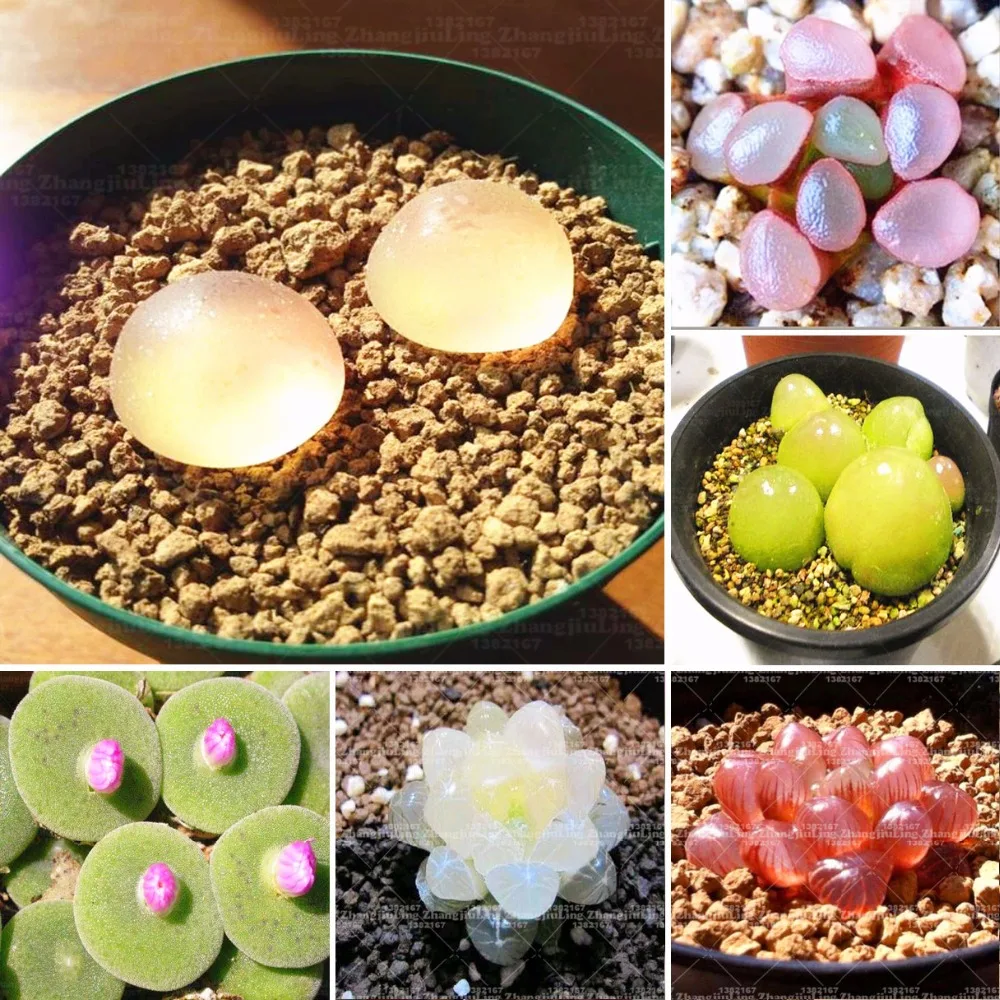 100pcs/Bag Real rare succulent bonsai plant, Pseudotruncatella Living Stone lithops indoor perennial angiosperm flower plants
100pcs/Bag Real rare succulent bonsai plant, Pseudotruncatella Living Stone lithops indoor perennial angiosperm flower plants