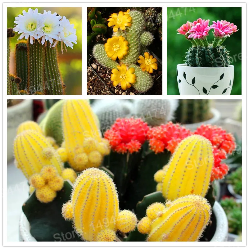 10000pcs/bag mixture of cactus flores Succulents mini bonsai plant flower plantas Indoor Perennial for home garden
10000pcs/bag mixture of cactus flores Succulents mini bonsai plant flower plantas Indoor Perennial for home garden