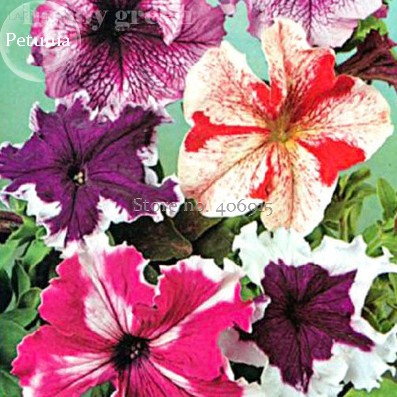 Rare Colorful Wrinkled Wavy Petunia Mixed Seeds, 100 seeds, attracting butterfly balcony planting E3597