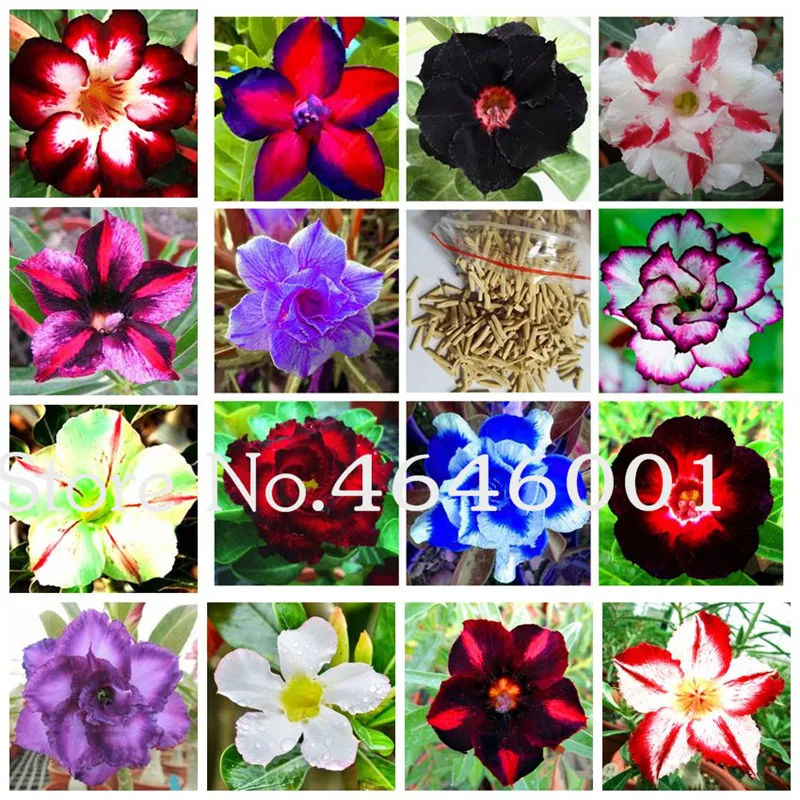 100 pcs/bag 40kinds Adenium Obesum flower Desert Rose Bonsai Plants for Home Garden World Rare Beautiful Flowers Promotion!
100 pcs/bag 40kinds Adenium Obesum flower Desert Rose Bonsai Plants for Home Garden World Rare Beautiful Flowers Promotion!