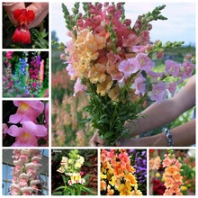 200 Pcs Colorful Snapdragon Bonsai Flower Heirloom Plant Outdoor & Indoor Charming Antirrhinum Majus Potted Garden Flore Planta(China)