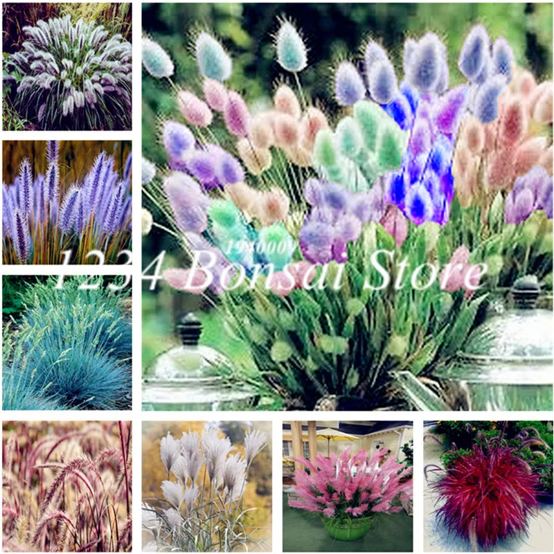 Hot Sale! 200 Pcs Mixed Pampas Grass bonsai Cortaderia selloana, Garden Flowers Bonsai Potted Plant Perennial Pampas Hardy Plant
Hot Sale! 200 Pcs Mixed Pampas Grass bonsai Cortaderia selloana, Garden Flowers Bonsai Potted Plant Perennial Pampas Hardy Plant