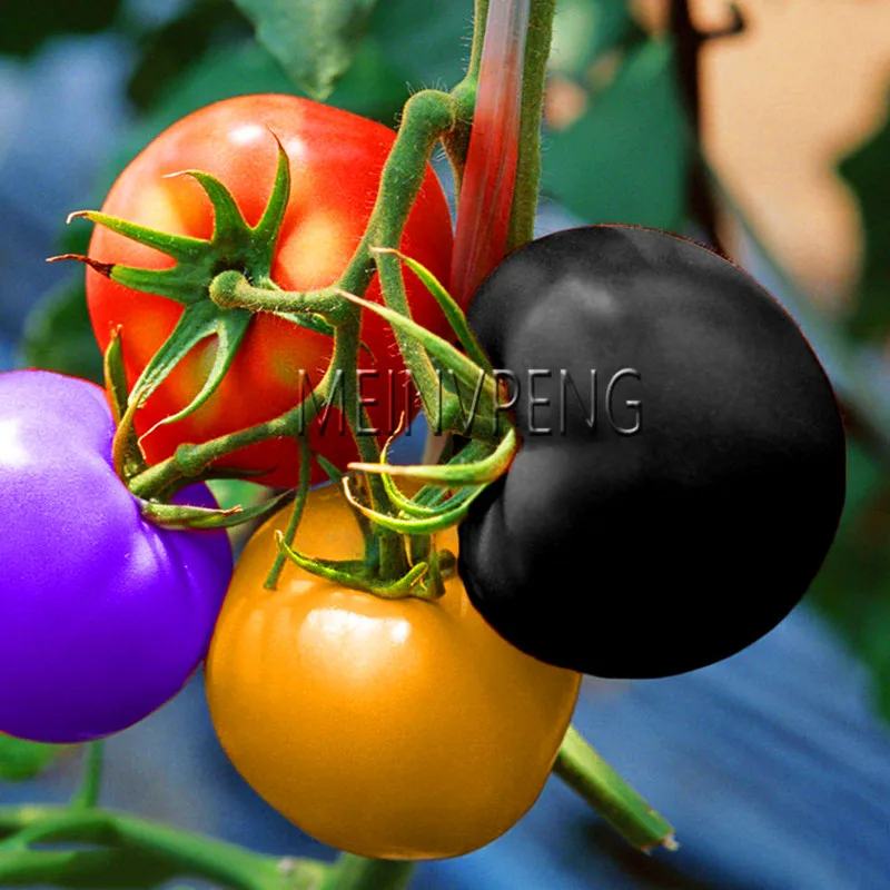 Genuine!Rare Rainbow Tomato bonsai Ornamental Pot Organic heirloom plants vegetables herb food for Home Garden plant,100flores
Genuine!Rare Rainbow Tomato bonsai Ornamental Pot Organic heirloom plants vegetables herb food for Home Garden plant,100flores