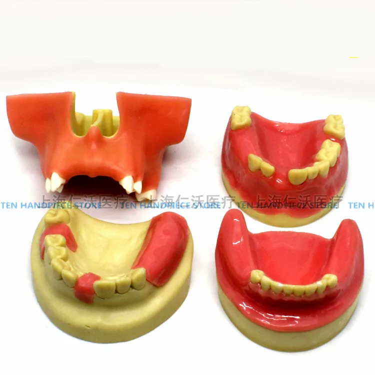 2018 good quality Dental implant training model Oral implant training practice model Maxillary sinus lifting exercises
2018 good quality Dental implant training model Oral implant training practice model Maxillary sinus lifting exercises