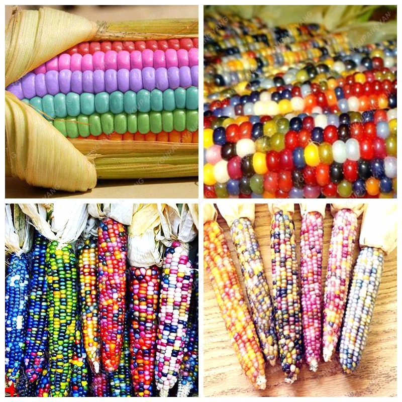 20 Sweet Rainbow Corn Colorful Corn Grain Cereals High-Quality Vegetables For Home Garden Easy To Grow Free Shipping
20 Sweet Rainbow Corn Colorful Corn Grain Cereals High-Quality Vegetables For Home Garden Easy To Grow Free Shipping