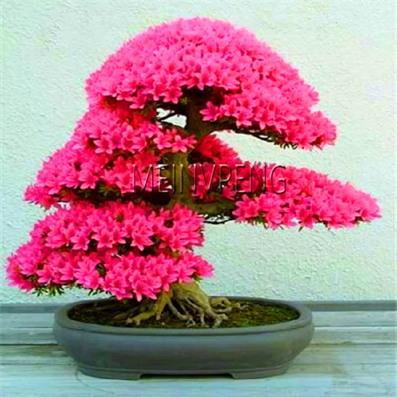 Loss Promotion!rare japanese sakura Plantas cherry blossom Flores Bonsai plants for home & garden 10 Planten,#SF4MQE
Loss Promotion!rare japanese sakura Plantas cherry blossom Flores Bonsai plants for home & garden 10 Planten,#SF4MQE