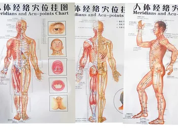 Free shipping color body acupuncture points chart /Meridian points chart meridian chart three,side/ front / back chinese-English
Free shipping color body acupuncture points chart /Meridian points chart meridian chart three,side/ front / back chinese-English
