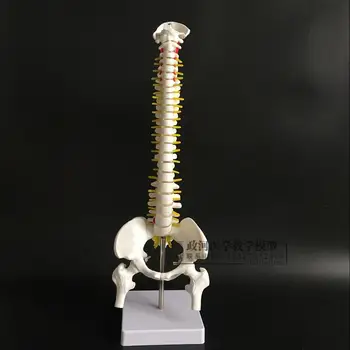 45cm human skeletal vertical spine model with pelvis and femur sucture model spine with nerve system model
45cm human skeletal vertical spine model with pelvis and femur sucture model spine with nerve system model