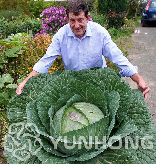 100PCS Rare Giant Russian Cabbage bonsai , vegetable plant 95%+ germination, High-Quality NO-GMO Vegetable for home garden
100PCS Rare Giant Russian Cabbage bonsai , vegetable plant 95%+ germination, High-Quality NO-GMO Vegetable for home garden