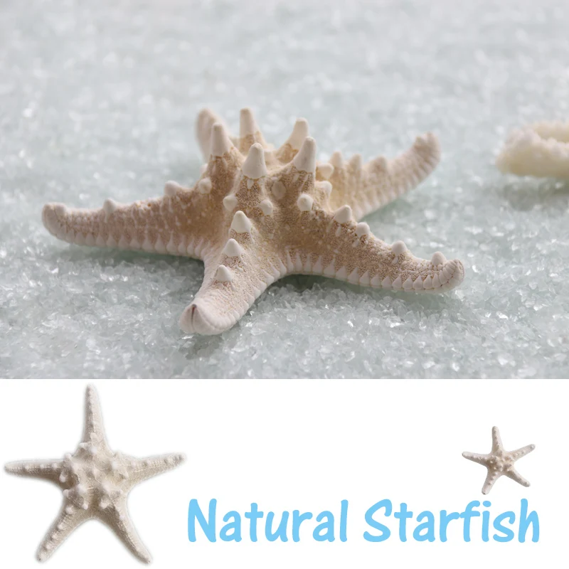Free Shipping(6pcs/lot)Natural Five Angle Overlord White Starfish Headdress Decorate Wedding Platform Mediterranean Decorate
Free Shipping(6pcs/lot)Natural Five Angle Overlord White Starfish Headdress Decorate Wedding Platform Mediterranean Decorate