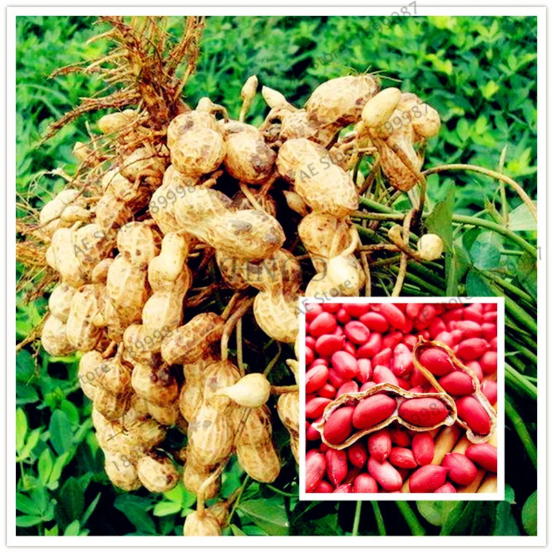 2 pcs/bag Red Peanuts flores,High Yield Chinese Organic Rare Bonsai Plants For Garden Plant high Germination
2 pcs/bag Red Peanuts flores,High Yield Chinese Organic Rare Bonsai Plants For Garden Plant high Germination